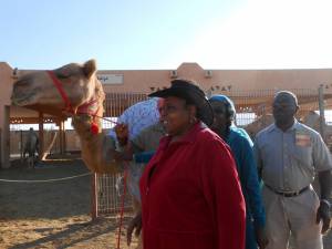 nice-little-camel-dec292013-3